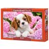 Puzzle 500 Pup in Pink Flowers CASTOR