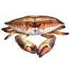 Krab 31cm