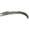 Murena ciemna 110cm