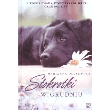 Stokrotki w grudniu