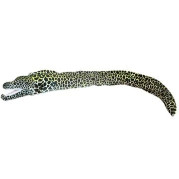 Murena ciemna 110cm