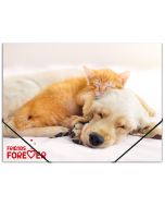 Teczka na gumkę A4 PP z nadrukiem Friends