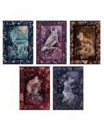 Zeszyt A5/60K linia Fairytale (10szt) TOP2000