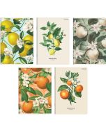 Zeszyt A5/60K linia Summer (10szt) TOP2000