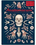 W Muzeum. Anatomicum. Muzeum Anatomii