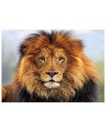 Mozaika diamentowa 5D - Lew 40x30cm
