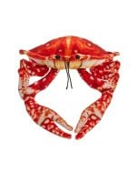 Krab pomarańczowy 26cm