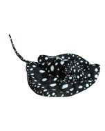 Płaszczka czarna 55cm